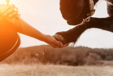 NEVIĐENI FENOMEN U SRBIJI Sin siromašnog rabadžije postao vlasnika najboljih konja u Srbiji