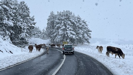 NA TERENU ANGAŽOVANO 12 KAMIONA ZA ČIŠĆENJE Ledena kiša u Zlatiborskom okrugu, putari posipaju so