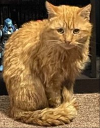 MJAUKAO PRED VRATIMA DOK JE BESNELA SNEŽNA OLUJA Ono što je ovaj par uradio malom mačku rasplakalo je internet!