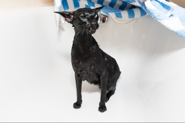 OČISTITE VAŠU LJUBIMICU BEZ MUKE Evo šta raditi kada mačka beži od vode, grebe i neće da se kupa