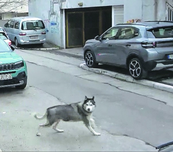 UHAPŠEN ZBOG LJUBIMCA HASKIJA Detalji hapšenja osumnjičenog za likvidaciju u šumi kod Sopota 