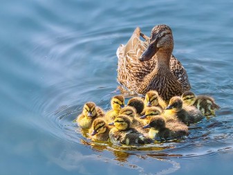 MALI PAČIĆI PRVI PUT SKAČU U VODU, A MAMA IH NADGLEDA Presladak video oduševio ljude na mrežama