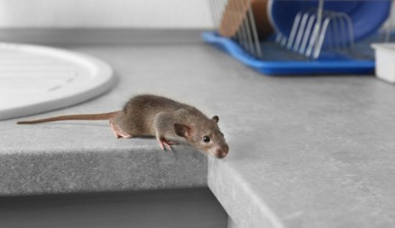 Rešite se miševa bez otrova: Moja baka stavi ovo ispred kuće i više ne dolaze