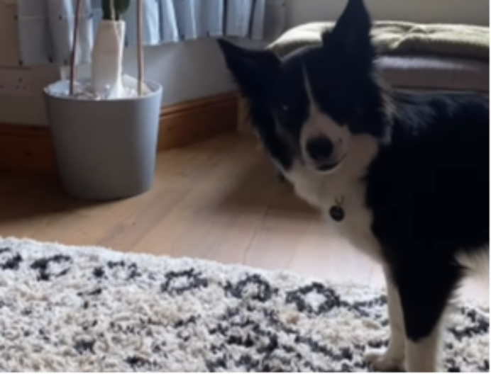 POGLEDAJTE ŠTA JE URADIO Pas tužaka drugog psa, ljudi na mrežama plaču od smeha - video je hit 