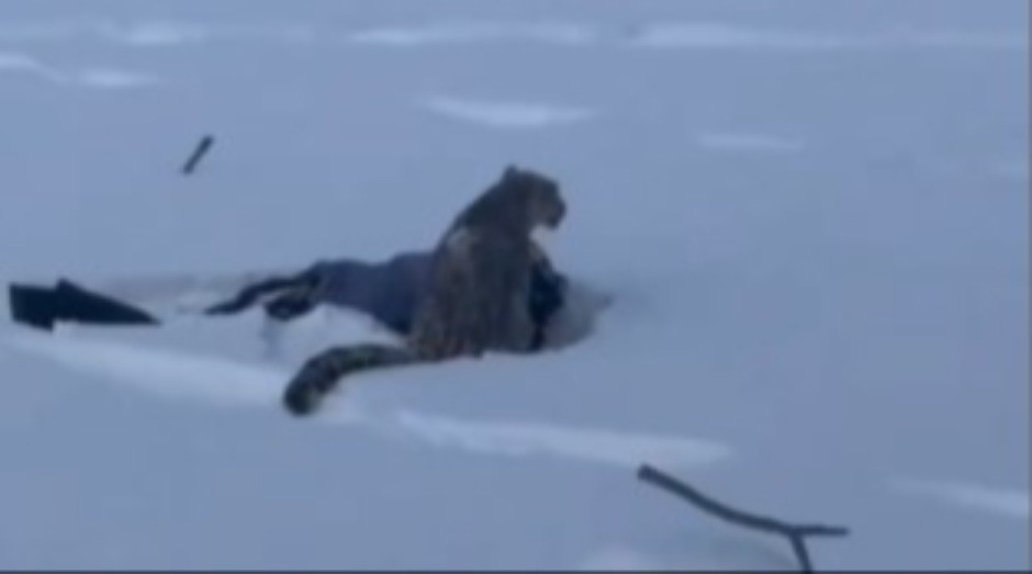 SKIJANJE SE PRETVORILO U NOĆNU MORU Ženu ščepala DIVLJA ZVER, krvavi tragovi svuda po snegu! (VIDEO)