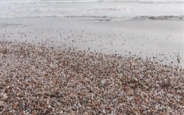 JEZIVO OTKRIĆE U POPULARNOM LETOVALIŠTU Plaža preko noći promenila izgled - ljudi trljaju oči i ne veruju