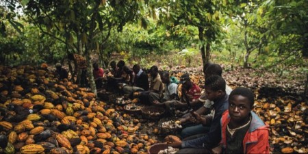 ŠVAJCARSKU ČOKOLADU PRAVE DECA ROBOVI: Sud razotkrio monstruoznu istinu