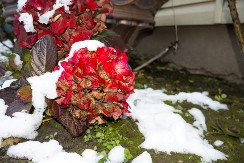 Padne temperatura, padne sneg, mraz, ma šta god — izdržaće sve: Ovo je cveće kojem zima ne može ništa, obratite pažnju!