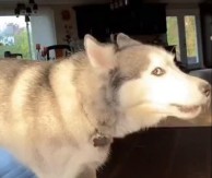 ŠOKANTAN SNIMAK IZ DNEVNE SOBE Haski se svađa kao čovek i izaziva OPŠTU HISTERIJU na mrežama (VIDEO)