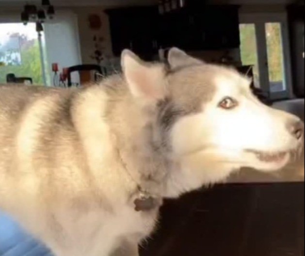 ŠOKANTAN SNIMAK IZ DNEVNE SOBE Haski se svađa kao čovek i izaziva OPŠTU HISTERIJU na mrežama (VIDEO)