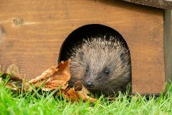 VIC DANA Idu dve čačkalice ulicom...