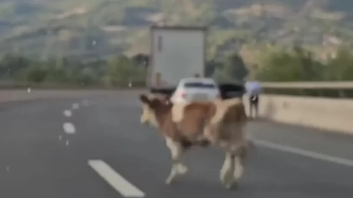 Haos na autoputu kod Kladnja! Krava pobegla na kolovoz, a onda su mladići potrčali za njom – snimak je hit