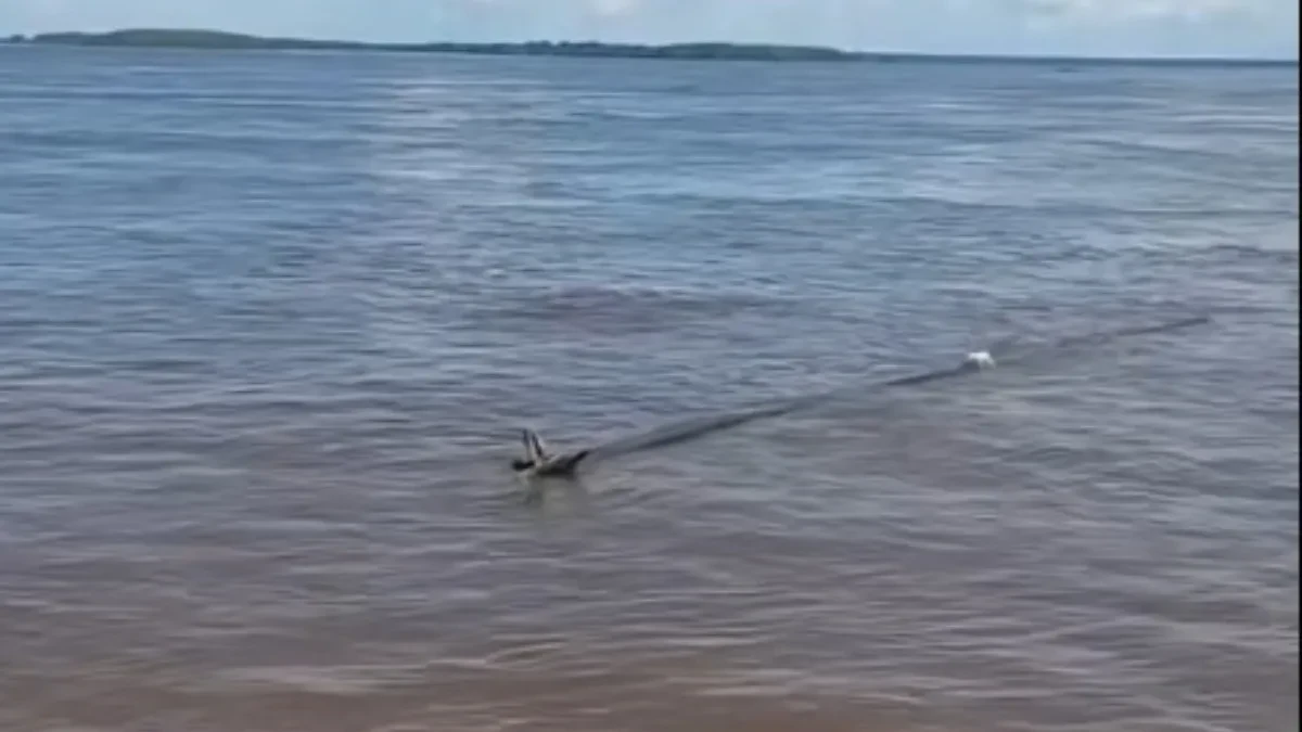 Ribari ugledali belu tačku usred ogromne reke: Kada su prišli bliže, zanemeli su od šoka – a onda je počela prava drama (VIDEO)