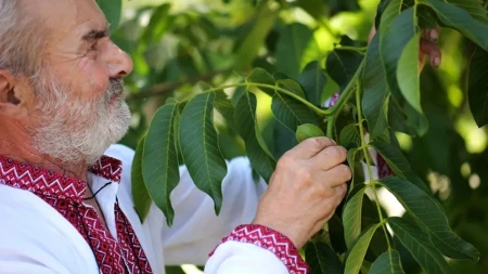 Drvo koje mnogi imaju u dvorištu krije opasnost - ako list padne na travu, odmah ga sklonite
