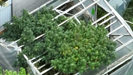  MUP otkrio detalje hapšenja u Novom Sadu!U stanu pronađeno 60 kilograma kanabisa i tri kilograma marihuane
