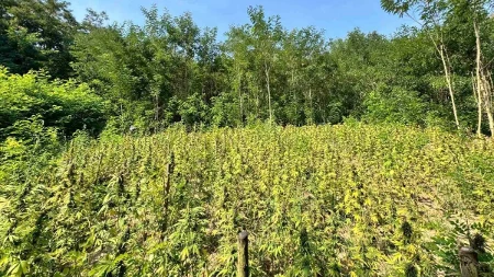 Otkriven zasad sa 415 stabljika kanabisa, uhapšeno četvoro osumnjičenih!