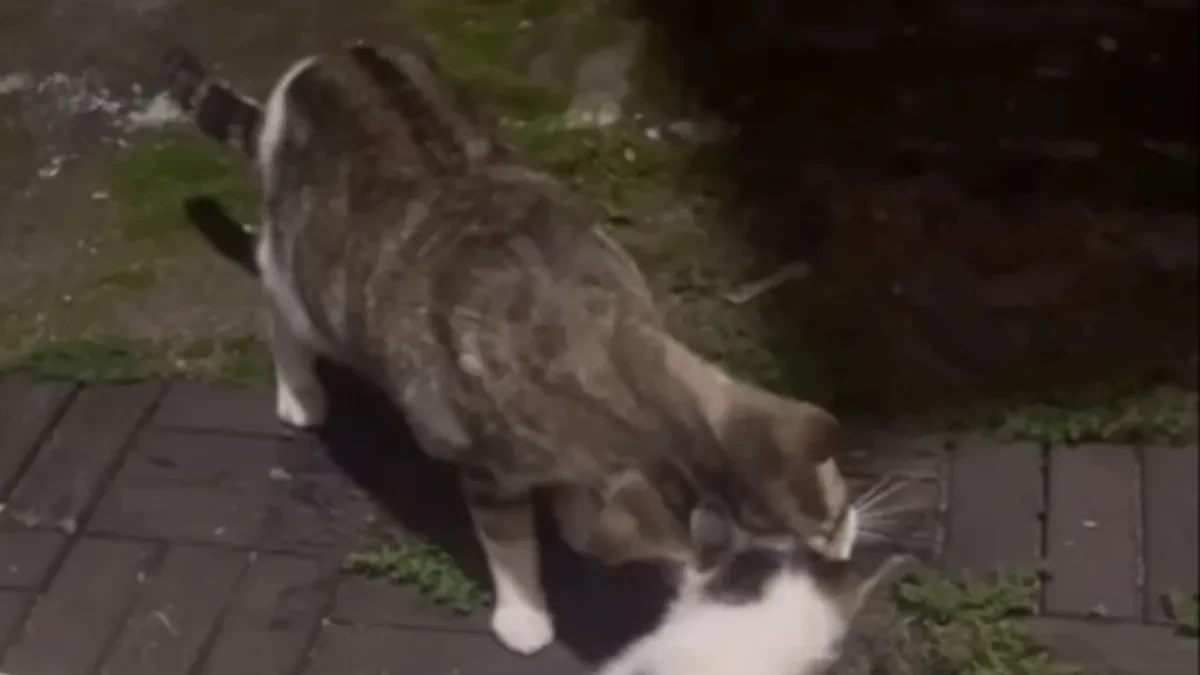 Mačka je uradila nešto što je raznežilo milione! Pojavila se pred vratima žene, a onda ostavila sve bez reči