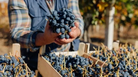 Grožđa ima, ali kupaca sve manje - vinogradari obaraju cene, a nekadašnji vinogradi gotovo nestali