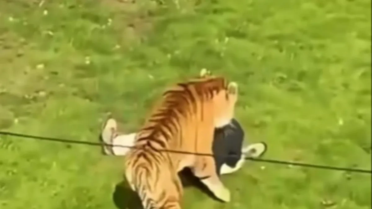 „Jesi li ti normalan?!“ Posetioci vrištali dok je mladić prilazio tigru, usledio je stravičan napad!