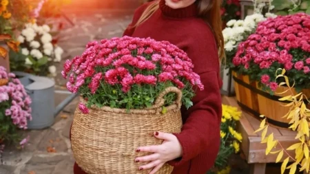 Hrizanteme će cvetati duže i preživeti zimu: Jedna važna stvar u oktobru čuva ih od mraza i propadanja