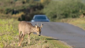 Jelen ispao iz prikolice na put i napravio lančani sudar: Petoro povređeno, deca u bolnici