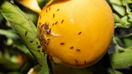 Jednostavna klopka za insekte: Ako vam se mušice stalno vraćaju u kuhinju, uradite ovo i više ih neće biti
