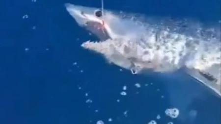 Horor na otvorenom moru! Skoro sat vremena se borio sa ajkulom od 100 kilograma, a onda je usledio neverovatan potez!
