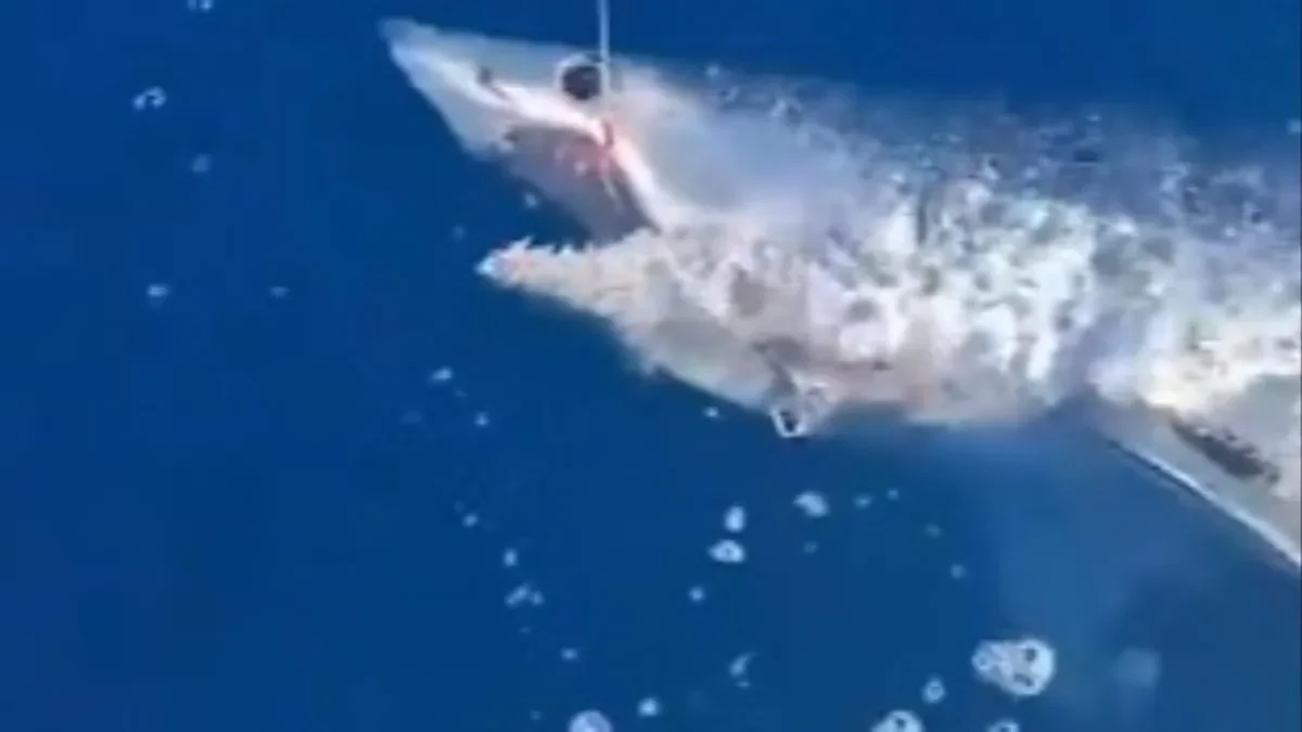Horor na otvorenom moru! Skoro sat vremena se borio sa ajkulom od 100 kilograma, a onda je usledio neverovatan potez!