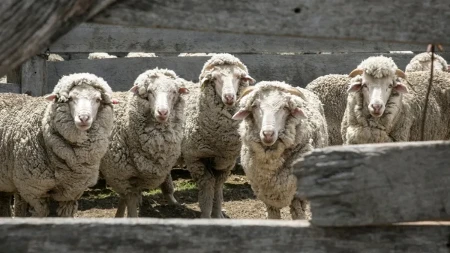 Ono što se u Srbiji baca, Švajcarci od toga prave odličnu izolaciju za kuće 