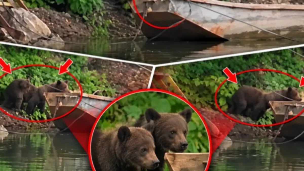 Medvedić krenuo na krstarenje, pa se survao u jezero! Snimak sa Perućca nasmejao sve