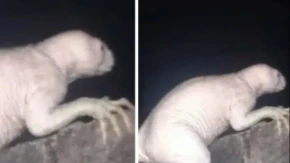 Jezivo stvorenje snimljeno kod granice SAD i Meksika: Hoda na dve noge i kokoškama kida glave!