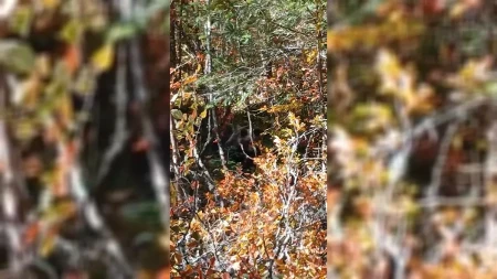 Pronađi medu na slici: Opasan susret oči u oči sa šumskom zveri na Tari - ali medved je potpuno iskulirao ljude koji su radili u blizini