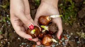 Sadi se u novembru, da bi vam procvetalo do Božića: Koje cveće voli zimu, podnosi lako minuse