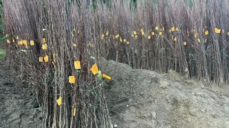 Planule sadnice, najviše se traže autohtone sorte šljiva: Nema zime sa srpsku tradicionalnu voćku - sve više ljudi odlučuje se da je zasad