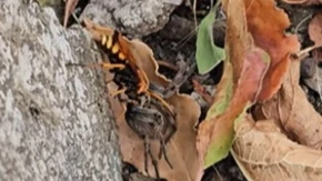 Predator postao plen! Osa uhvatila ogromnog pauka, ono što je uradila potom je neverovatno