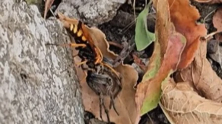 Predator postao plen! Osa uhvatila ogromnog pauka, ono što je uradila potom je neverovatno