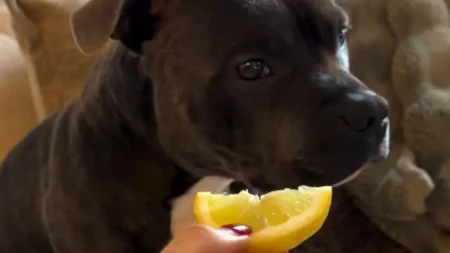Svi se plaše staforda, a njega je limun potpuno porazio! Vlasnica snimila reakciju psa, ljudi plaču od smeha