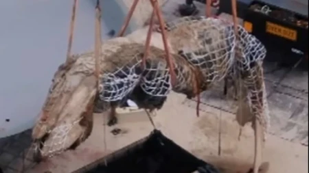 Jeziv prizor na plaži! Lešina kita duga 13 metara privukla stotine ljudi, a onda su se pojavile opake zveri