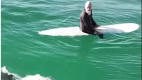 Ajkula od 4,5 metara došla pravo do surfera! Snimak iz Kalifornije ledi krv u žilama, a onda je usledio neočekivan potez!