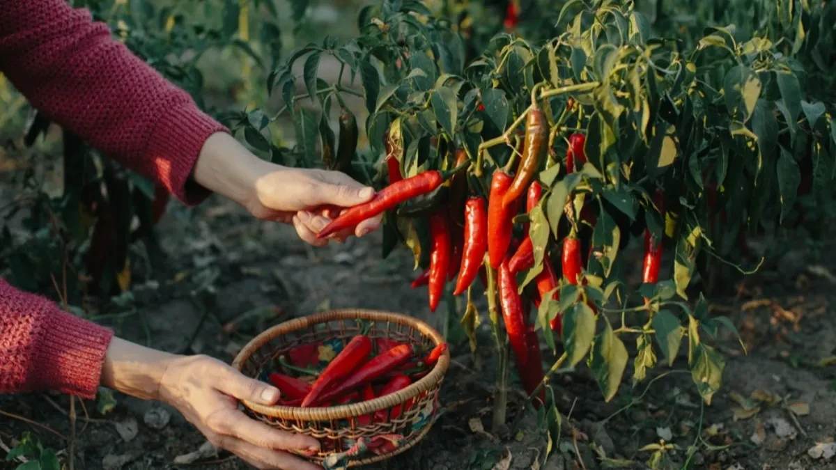 Po izgledu prepoznajte koliko je paprika ljuta: Pomoću ovih detalja ćete znati i pre nego što je zagrizete