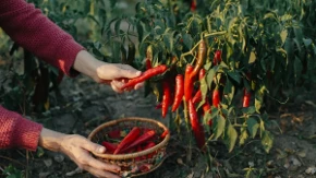 Po izgledu prepoznajte koliko je paprika ljuta: Pomoću ovih detalja ćete znati i pre nego što je zagrizete
