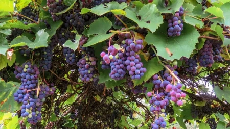 Farmeru ostalo 1.600 tona grožđa koje nema kome da proda - rod vredan velikog novca mogao bi da propadne