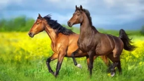 Ždrebe sa šarama kao zebra prodato za 75.000 evra - ovako nešto se retko viđa