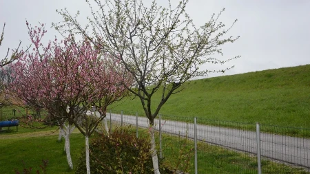  Mlada kora zimi lako strada – plastična boca oko stabla može pomoći