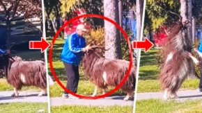 Hit scena na izborima u BiH! Jarac zauzeo biračko mesto, građani jedva prošli do glasačkih kutija