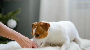  Ove namirnice ne dajte psu - mogu ugroziti njegovo zdravlje