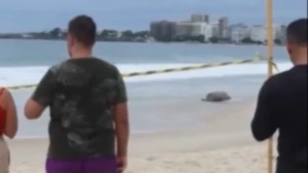 Kupači ostali u šoku: Ogromna zver doplivala tik do obale poznate plaže, nadležni hitno reagovali