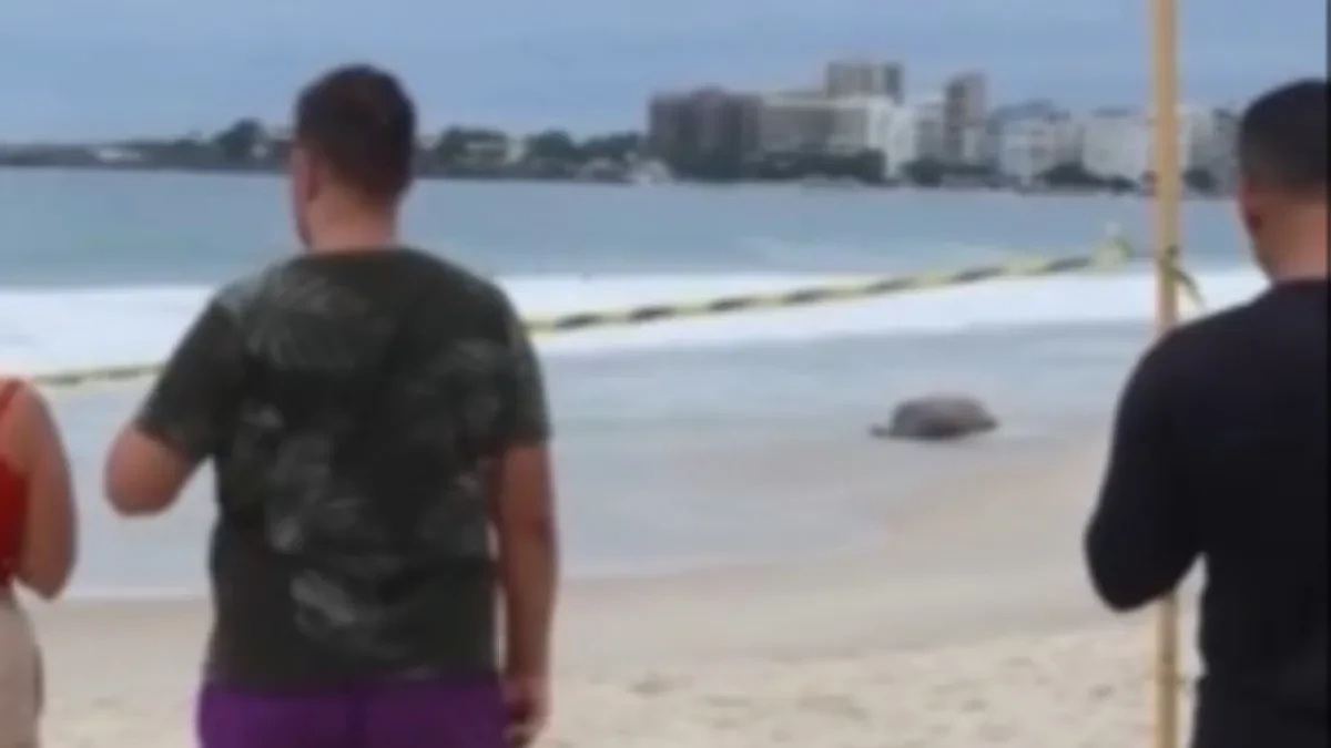 Kupači ostali u šoku: Ogromna zver doplivala tik do obale poznate plaže, nadležni hitno reagovali