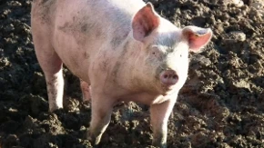 Stočari menjaju računicu - telad i bikovi poskupeli, a prasad u jednom kraju Srbije pojeftinila