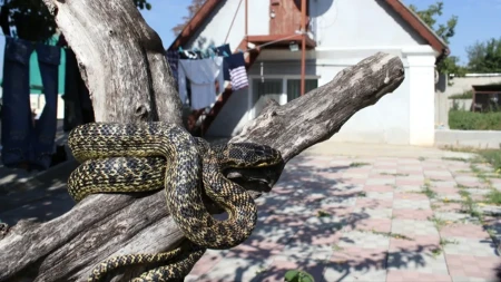 Zmije ulaze u kuću kad zahladi: Kriju se na ovom mestu, a tu niko ne gleda!